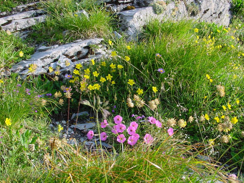 clic ici pour suivante