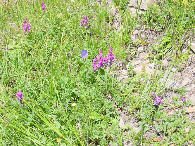 Click to see next picture