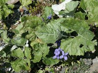 Click to see big picture (667x500 pixels; 131 KB)