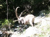 Click to see big picture (667x500 pixels; 110 KB)