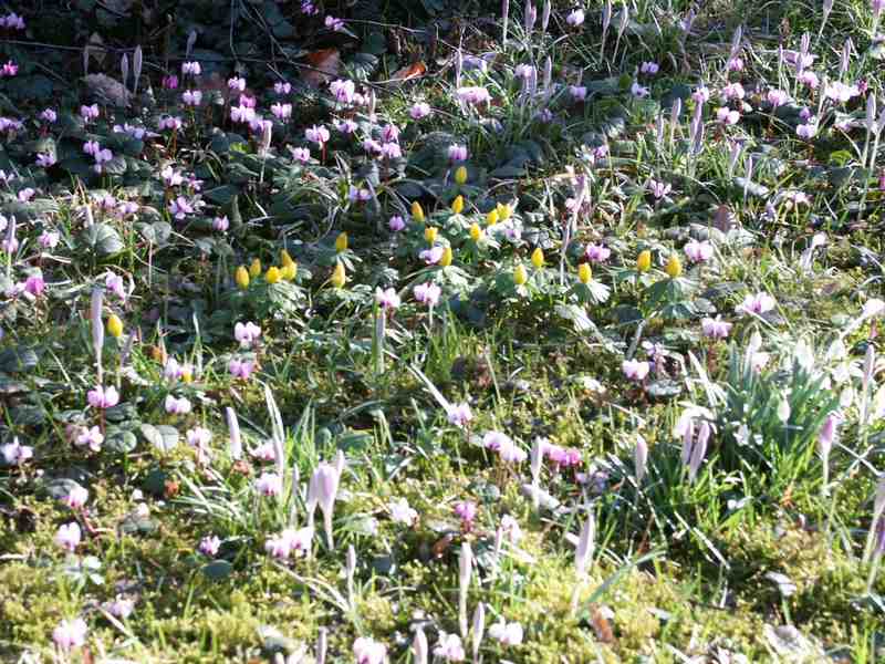 Clic ici pour voir l'image suivante