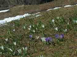 Cliquer pour agrandir l'image (800x600 :  58 KB pixels); 17.05.2004 14:32