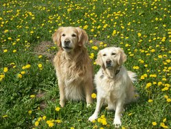 Cliquer pour agrandir l'image (1600x1200 pixels; 5625 KB)