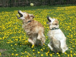 Cliquer pour agrandir l'image (1400x1050 pixels; 4307 KB)