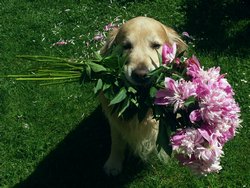 Cliquer pour agrandir l'image (1400x1050 pixels; 4307 KB)