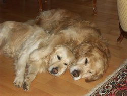 Cliquer pour agrandir l'image (1600x1200 pixels; 5625 KB)