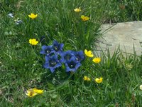 Cliquer pour agrandir l'image (1600x1200 pixels; 5625 KB)