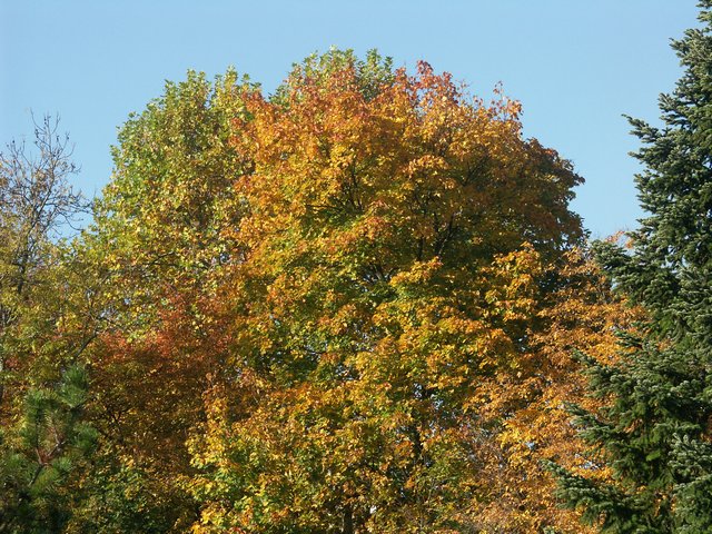 Clic ici pour voir l'image suivante