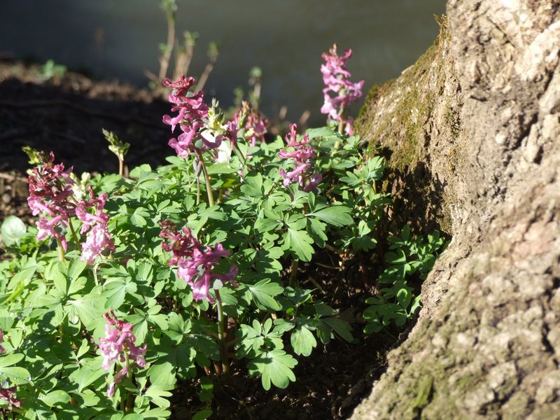 Cliquer pour voir l'image suivante