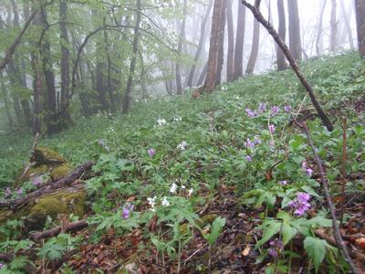 Cliquer pour agrandir l'image (2592x1944 pixels; 14762 KB)