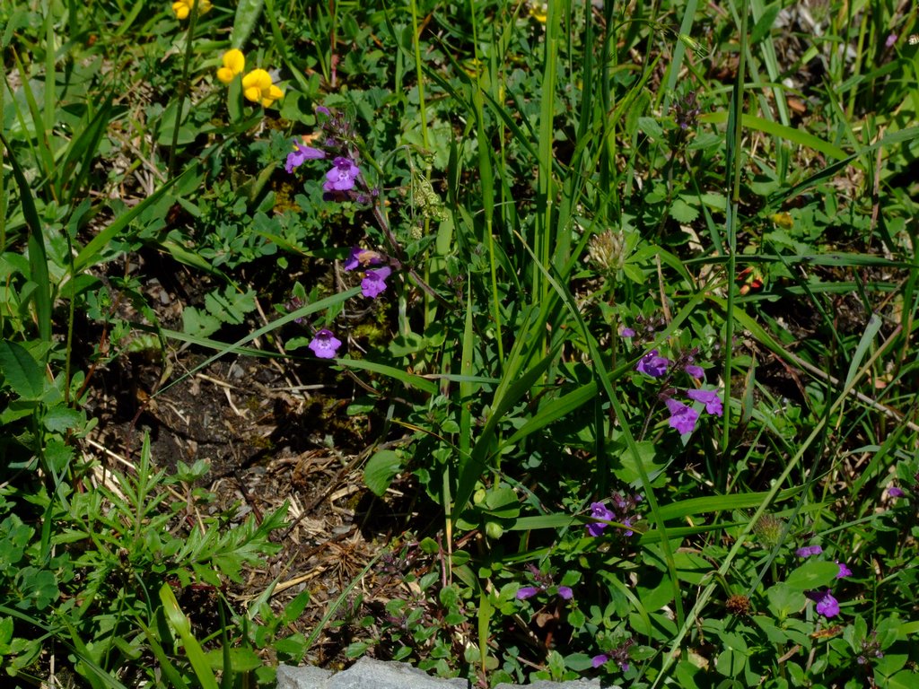 Cliquer pour voir l'image suivante