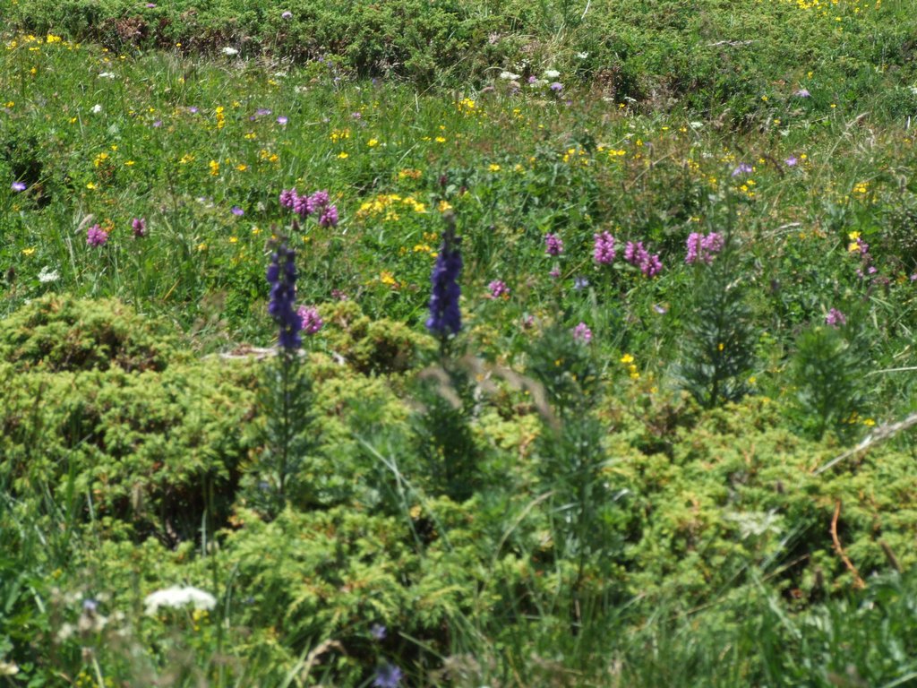 Cliquer pour voir l'image suivante