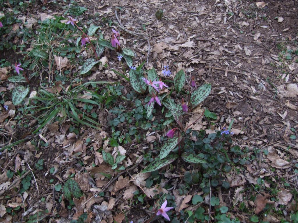 Cliquer pour voir l'image suivante