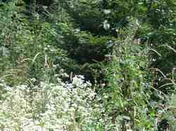 Clic pour agrandir l'îmage (1024x768 pixels; 233 KB)