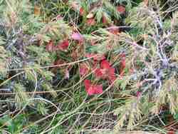 Clic pour agrandir l'mage (1024x768 pixels; 183 KB)