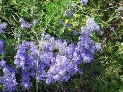 Clic pour agrandir l'mage (1024x768 pixels; 265 KB)