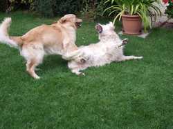 Pour agrandir l'image (1024x768 pixels; 188 KB)