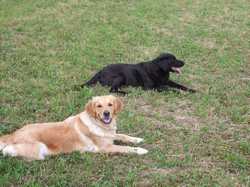 Pour agrandir l'image (800x600 pixels; 155 KB)