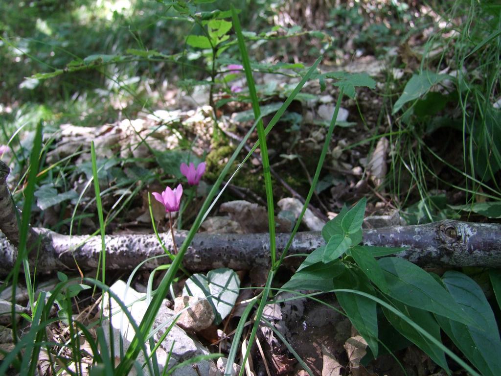 Pour l'image suivante