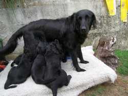 Pour agrandir l'image (1024x768 pixels; 130 KB)