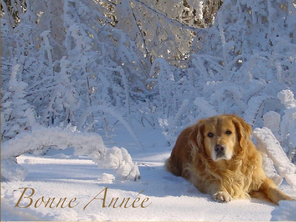 Pour l'image suivante