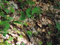 Clic pour agrandir l'image (1024x768 pixels; 201 KB)