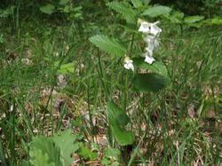 Clic pour agrandir l'image (1024x768 pixels; 189 KB)