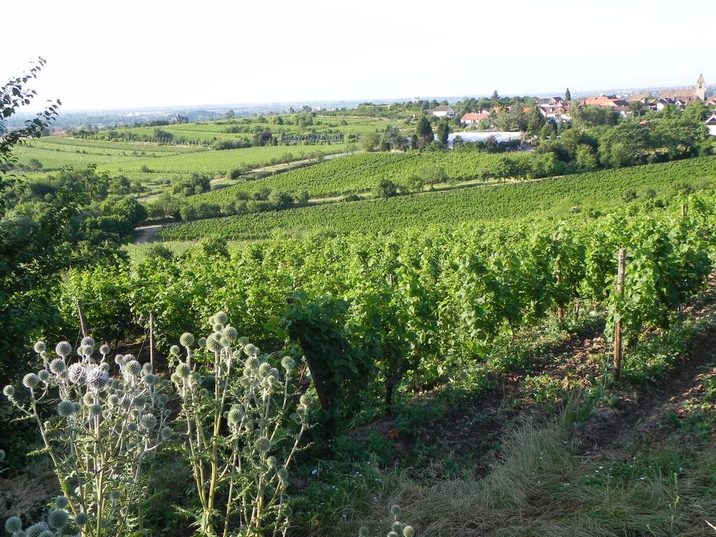 clic ici pour suivante