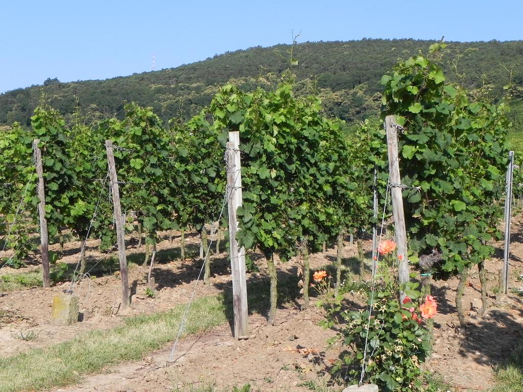 clic ici pour suivante