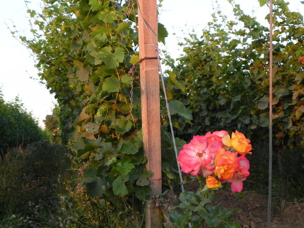 clic ici pour suivante