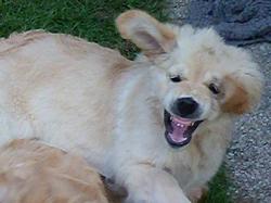 Clic pour agrandir l'image (611x458 pixels; 36 KB)