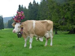 Clic pour agrandir l'image (1024x768 pixels; 99 KB)