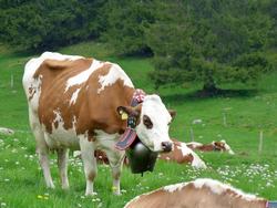 Clic pour agrandir l'image (1024x768 pixels; 122 KB)