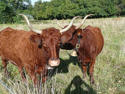 Clic pour agrandir l'image (1024x768 pixels; 151 KB)