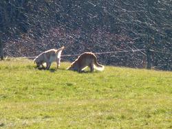 Clic pour agrandir l'image (1024x768 pixels; 240 KB)