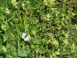 Clic pour agrandir l'image (1024x768 pixels; 239 KB)