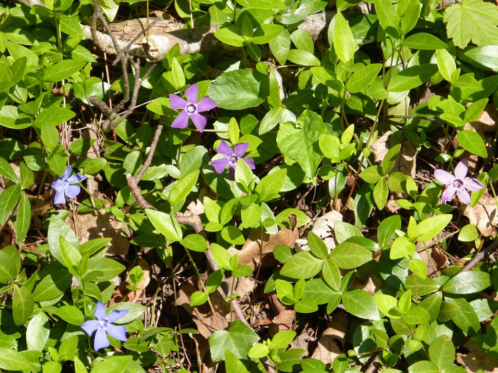 Clic pour l'image suivante