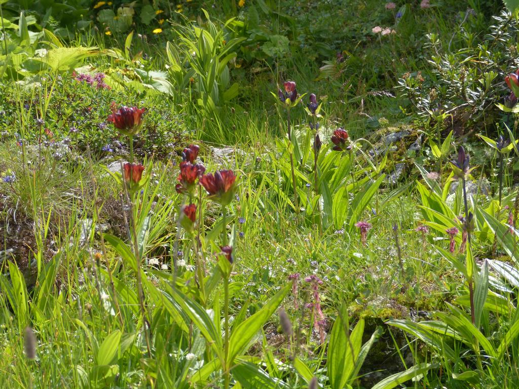 {Clic pour voir plus grand}