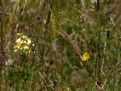 Click to see big picture (1024x768 pixels; 123 KB)