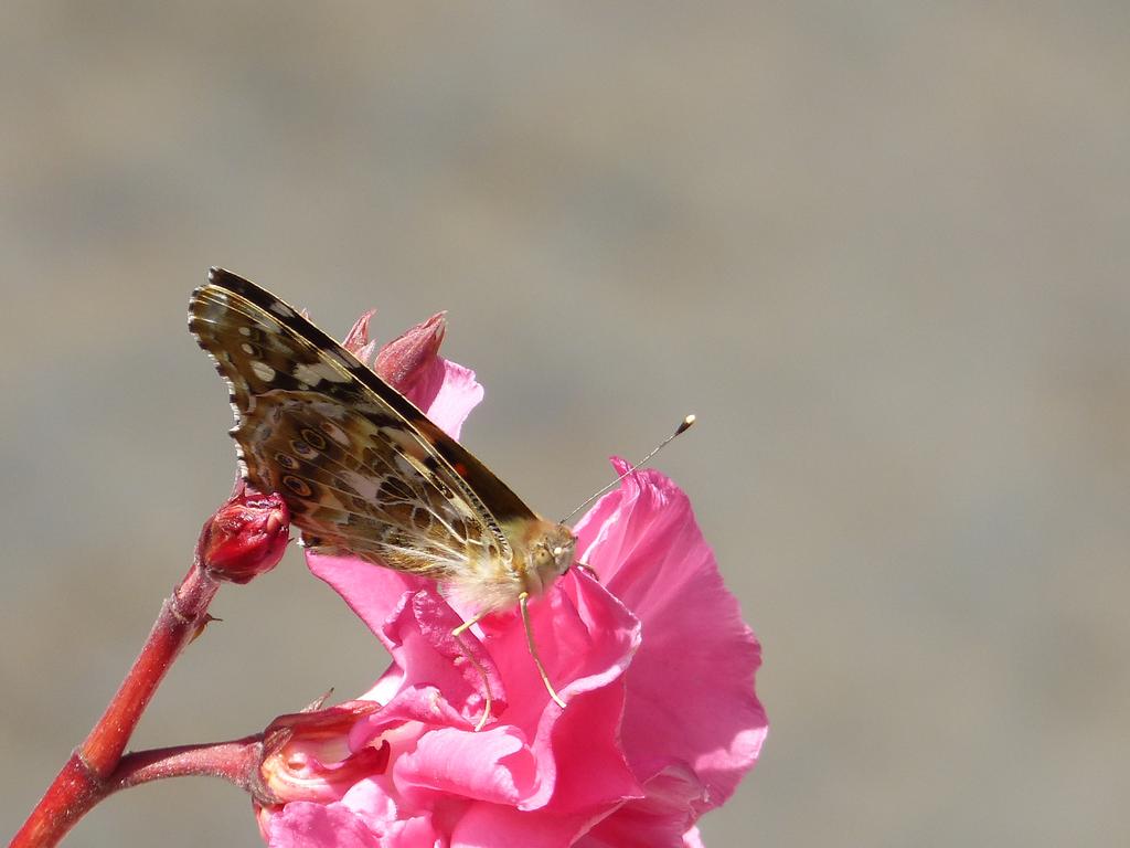 {Clic pour voir plus grand}