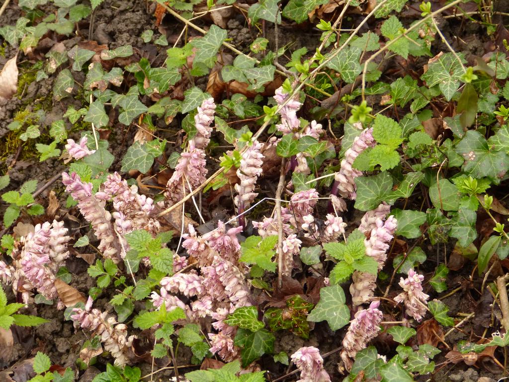 {Clic pour voir plus grand}