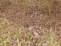 Click to see big picture (1024x768 pixels; 320 KB)