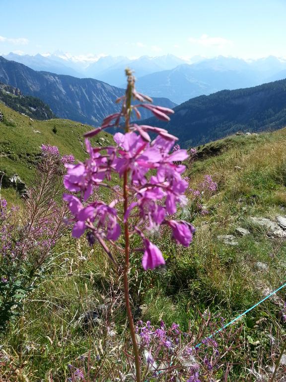 {Clic pour voir plus grand}