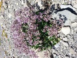 Click to see big picture (1024x768 pixels; 285 KB)