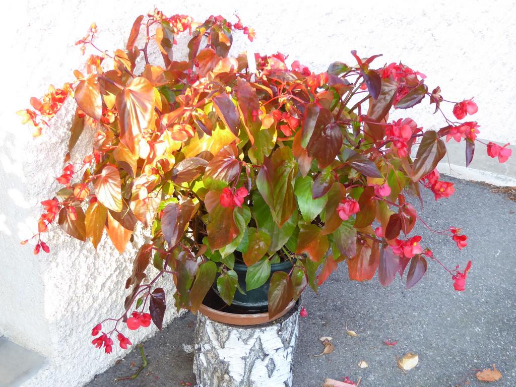 {Clic pour voir plus grand}