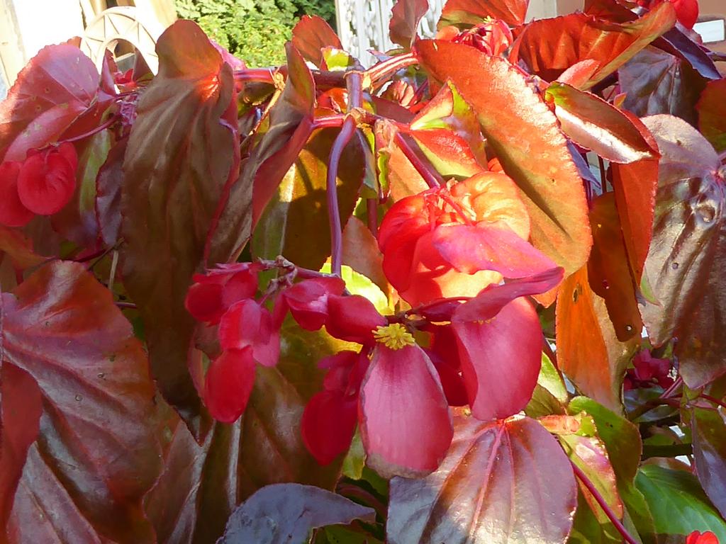 {Clic pour voir plus grand}