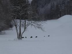 Click to see big picture (1024x768 pixels; 90 KB)