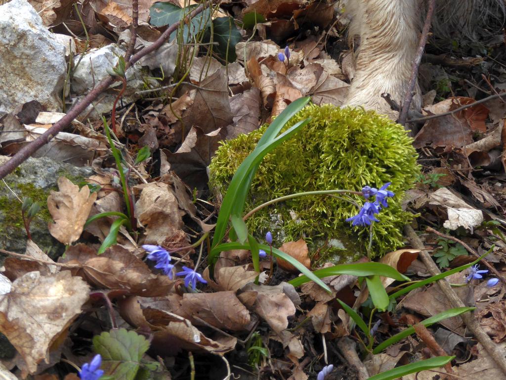 {Clic pour voir plus grand}