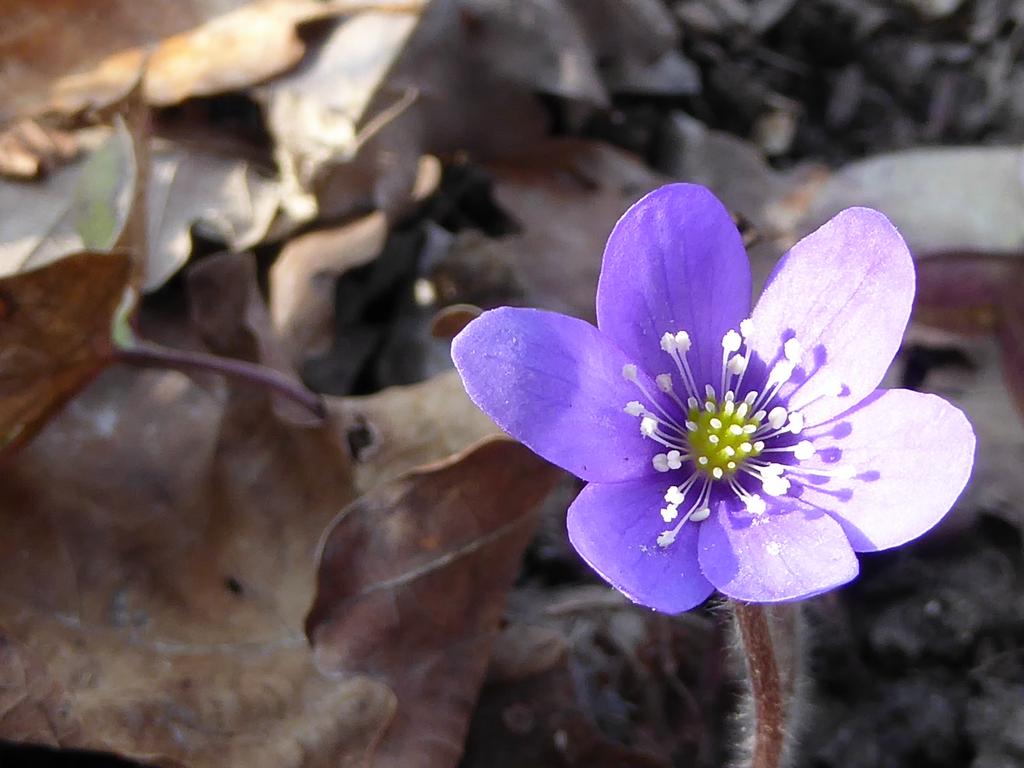 {Clic pour voir plus grand}