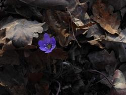 Click to see big picture (1024x768 pixels; 86 KB)